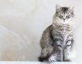 Gorgeous long haired cat of siberian breed.Adorable pet of livestock, hypoallergenic kitten