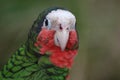 Beautiful Up Close Look at a Green Conure with a Red Throat Royalty Free Stock Photo