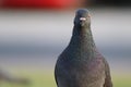 Gorgeous look of a pigeon