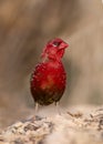 Gorgeous Looking Bird The red avadava closeup