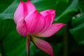 Gorgeous Lotus