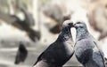 Gorgeous Love Birds Pigeons