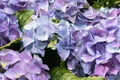 Gorgeous lush beautiful blue hydrangea flowers close up. Wedding backdrop, Valentine`s Day concept. Outdoors, summertime. Blue Royalty Free Stock Photo