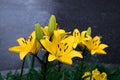 Gorgeous lush bush of yellow lilies with buds Royalty Free Stock Photo