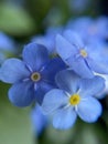 Macro Botanical blue flower Royalty Free Stock Photo