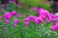 Gorgeous magenta flowers in amazing floral decor.