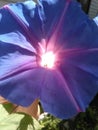 Gorgeous Magical Morning Glory Blooming