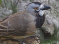 Spirited Male Crested Bellbird Warbling & Trilling.