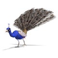 Gorgeous male peacock. 3D rendering with clipping