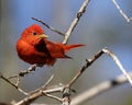 Gorgeous male summer tanager Royalty Free Stock Photo