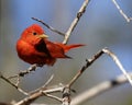 Gorgeous male summer tanager