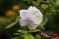 a gorgeous melancholic white rose with light pink tinge covered with raindrops Royalty Free Stock Photo