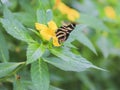 Gorgeous Mexican butterfly. Royalty Free Stock Photo