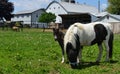 Gorgeous Miniature Horse Family in a Grass Pasture Royalty Free Stock Photo