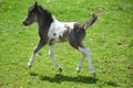 Gorgeous Miniature Horse Foal Running in a Grass Field Royalty Free Stock Photo