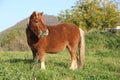 Gorgeous minishetland pony in autumn Royalty Free Stock Photo
