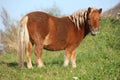 Gorgeous minishetland pony in autumn Royalty Free Stock Photo