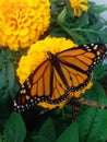 A gorgeous monarch butterfly