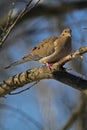 Gorgeous Mourning Dove on Branch II - Zenaida macroura