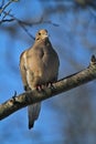 Gorgeous Mourning Dove on Branch V - Zenaida macroura Royalty Free Stock Photo