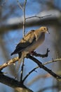 Gorgeous Mourning Dove on Branch - Zenaida macroura Royalty Free Stock Photo