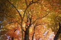 Gorgeous Multi Color Fall Tree Cover