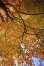 Gorgeous Multi Color Fall Tree Cover