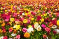 Gorgeous multicolor floral carpet