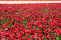 Gorgeous multicolor floral carpet