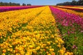 The floral carpet