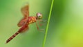 Gorgeous multicolored dragonfly on a stem, macro photography of this elegant and delicate Odonata Royalty Free Stock Photo