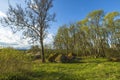 Gorgeous nature landscape view on spring day. Young green grass field and trees on blue sky with white clouds background. Royalty Free Stock Photo