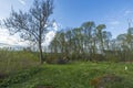 Gorgeous nature landscape view on spring day. Young green grass field and trees on blue sky with white clouds background. Royalty Free Stock Photo