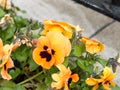 Gorgeous orange and black flower heads in box at the front of ho