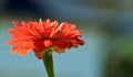 Gorgeous Orange flower