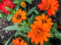 Multiple orange flowers growing in flower garden Royalty Free Stock Photo