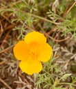 Gorgeous orange golden four petal flower close up