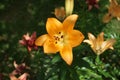 Gorgeous orange lilies in July in the garden. Berlin, Germany