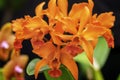 Gorgeous Orange Orchid