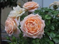 Gorgeous orange  roses  in green  garden Royalty Free Stock Photo