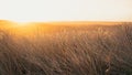 Stunning orange sunset over the beach dunegrass