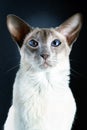 Gorgeous oriental siamese cat blue eyes black background Royalty Free Stock Photo