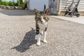 A Gorgeous Outdoor Cat Enjoys His Surroundings In A Home Environment Royalty Free Stock Photo