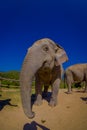 Gorgeous outdoor view of beautiful huge elephant in a gorgeous sunny day with blue sky stretching the trunk asking for Royalty Free Stock Photo