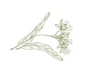 Gorgeous outline drawing of linden leaves and flowers or inflorescence. Beautiful tree part used in phytotherapy drawn