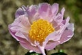 Gorgeous Paeonia lactiflora Gold Rush Peony in full bloom