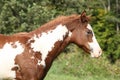 Gorgeous paint horse foal in freedom