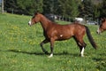 Gorgeous paint horse mare running on pasturage