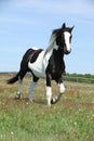 Gorgeous paint horse running on flowered pasturage