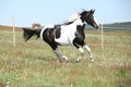 Gorgeous paint horse running on flowered pasturage